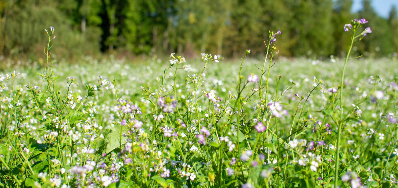 Make A Summer Cover Crop Mix – Mother Earth News - Vimarsana News